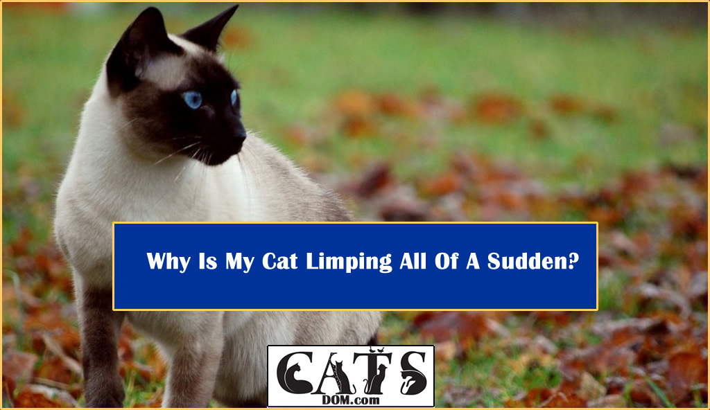 Why Is My Cat Limping All Of A Sudden?
