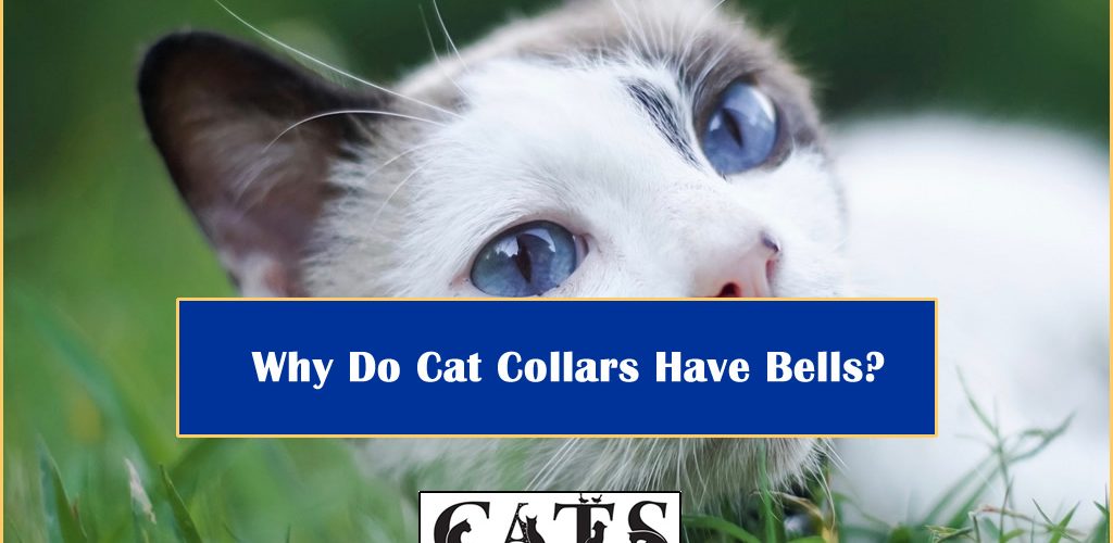 Why Do Cat Collars Have Bells