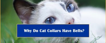 Why Do Cat Collars Have Bells