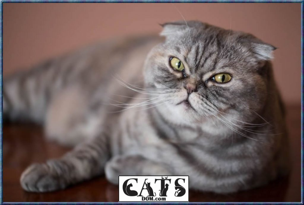 Why Does My Cat Stare At Me Without Blinking? [2024]