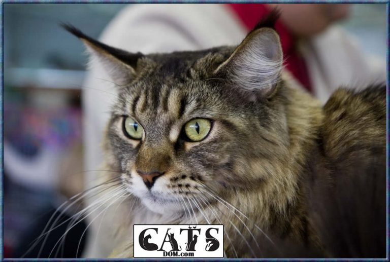 Why Does My Cat Stare At Me Without Blinking? [2024]