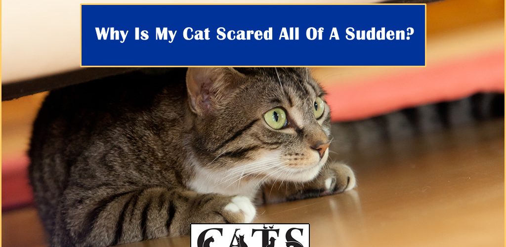 Why Is My Cat Scared All Of A Sudden? CatsDom