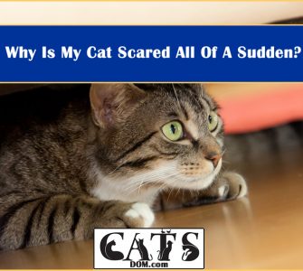 Why My Cat Scared