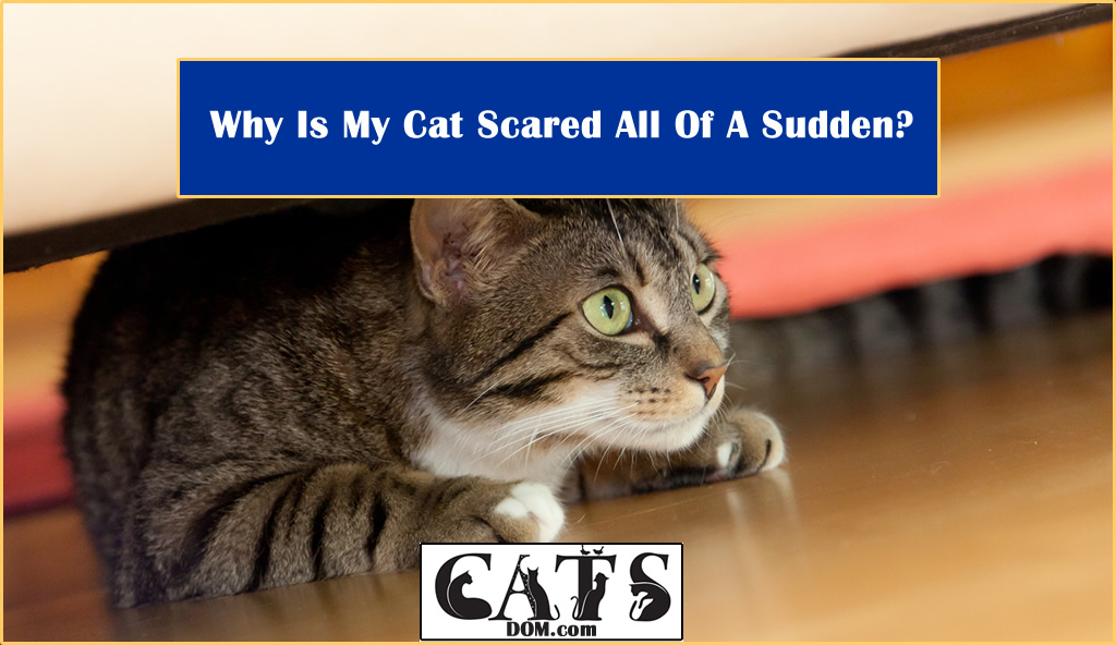 Why Is My Cat Scared All Of A Sudden? CatsDom