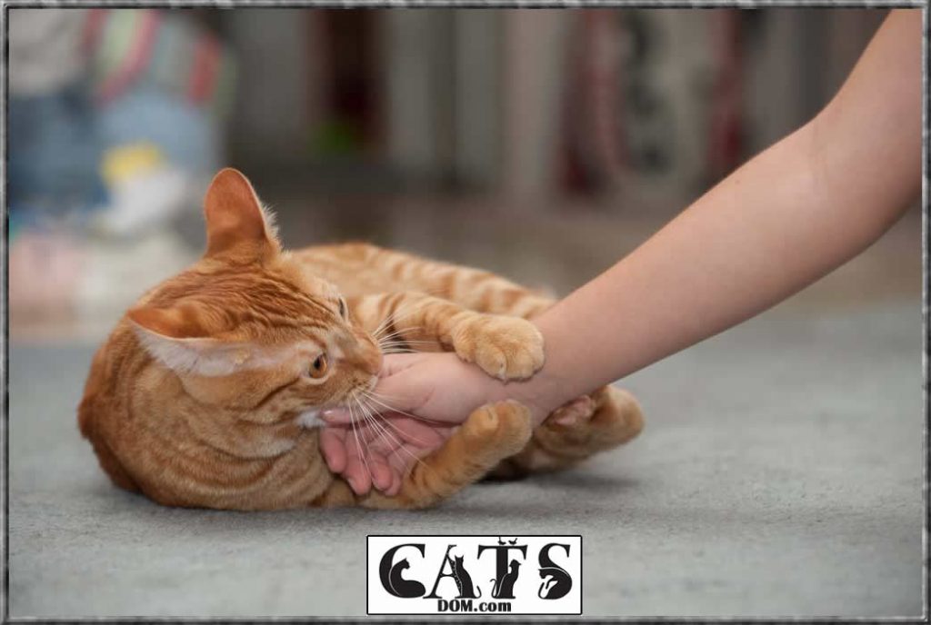 Why Does My Cat Lick Me So Much And Then Bite Me? [2024]