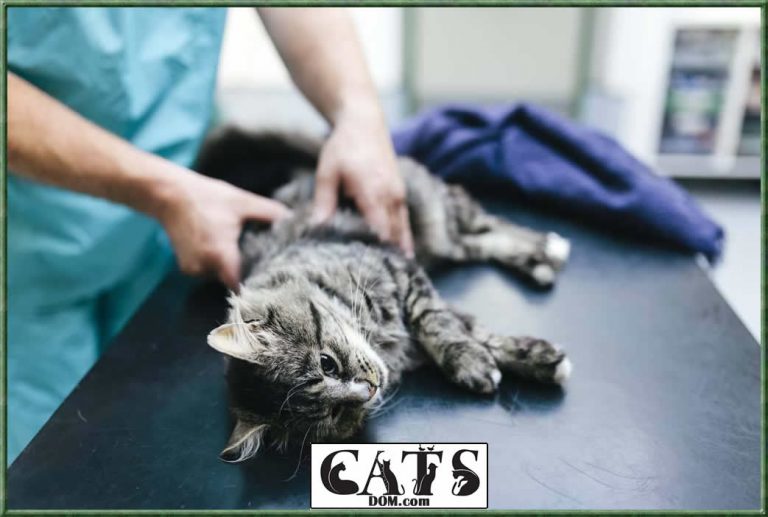 Why Is My Cat Limping All Of A Sudden? [2024]