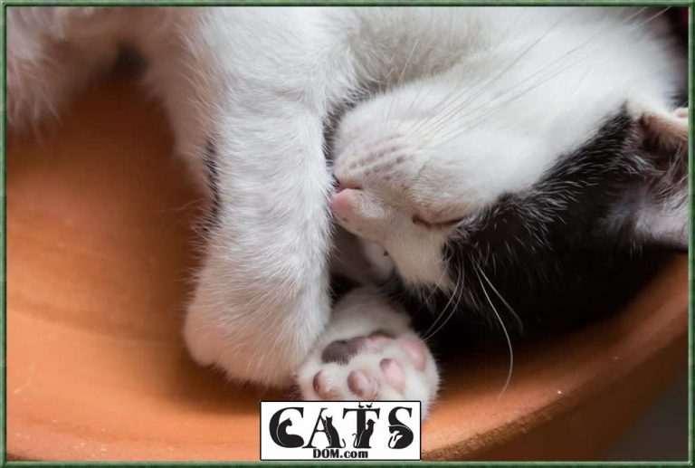 Why Is My Cat Limping All Of A Sudden? [2024]