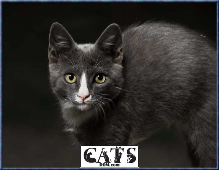 Why Is My Cat Scared All Of A Sudden? [2024]