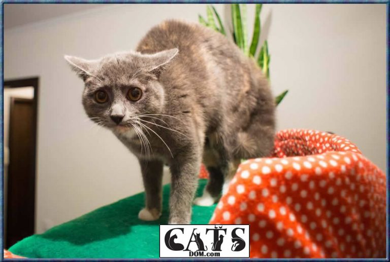 Why Is My Cat Scared All Of A Sudden? [2024]