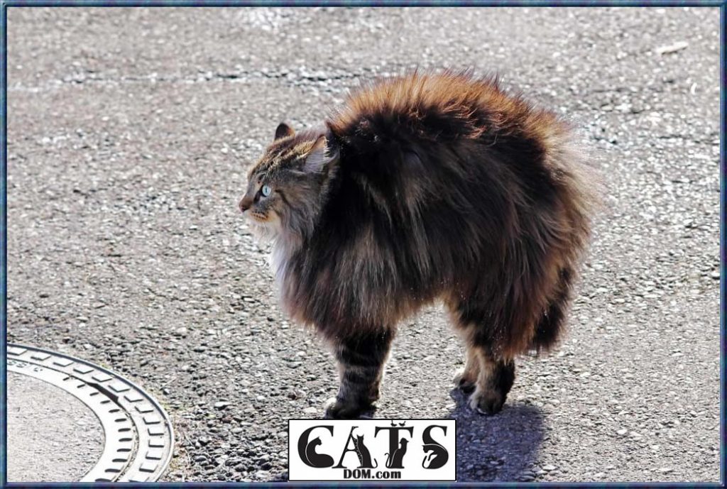 Why Is My Cat Scared All Of A Sudden? [2024]