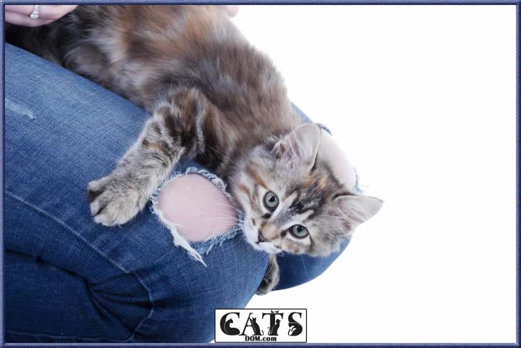 Why Is My Cat So Clingy? [2024]