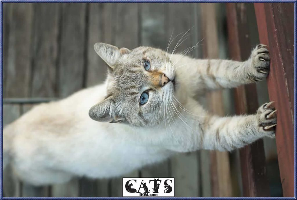 Why Is My Cat So Clingy? [2024]