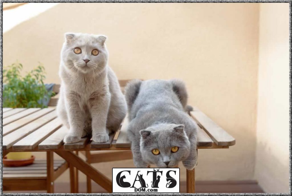 Why Is My Cat So Small? [2024]