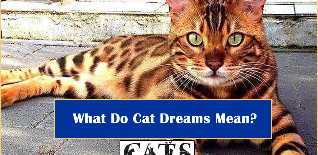 How Much Does A Bengal Cat Cost? CatsDom