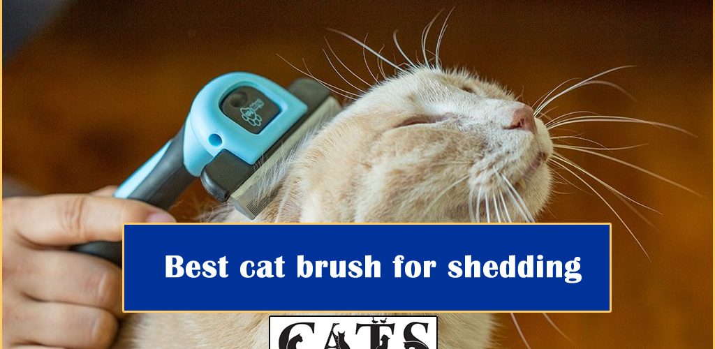 best cat brush for shedding