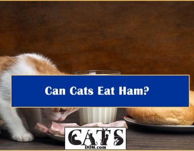 can-cats-eat-ham