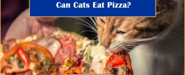 can cats eat pizza
