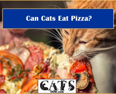 can cats eat pizza