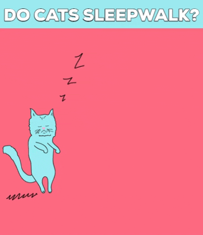 Do cats sleepwalk