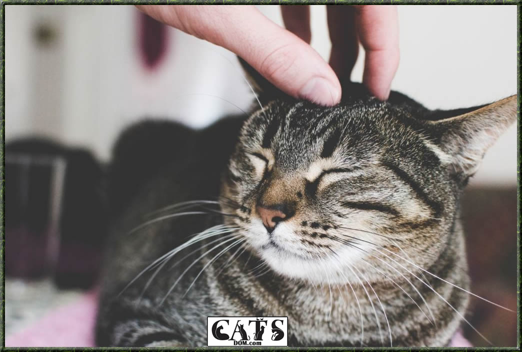 how to hypnotize a cat Hypnotism has no harmful effects on your cats health