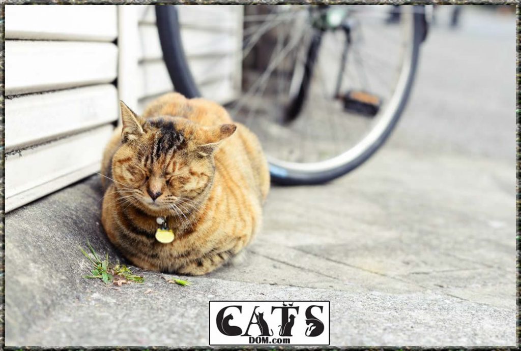 Why Do Cat Collars Have Bells? [2024]