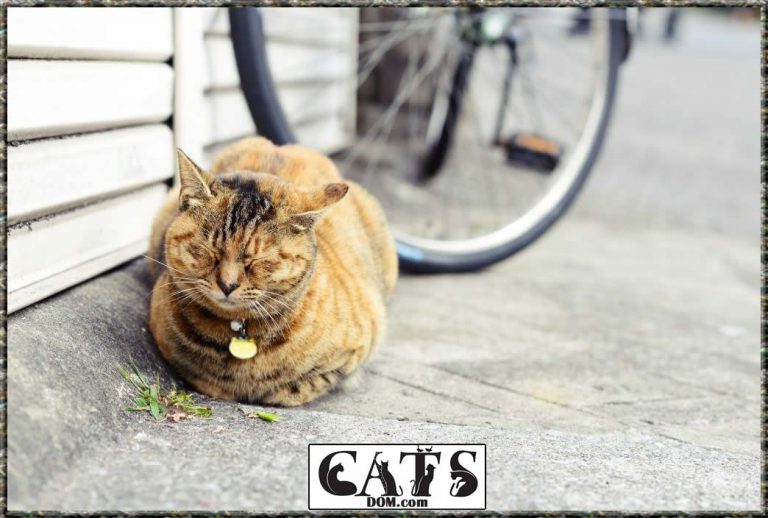 Why Do Cat Collars Have Bells? [2024]