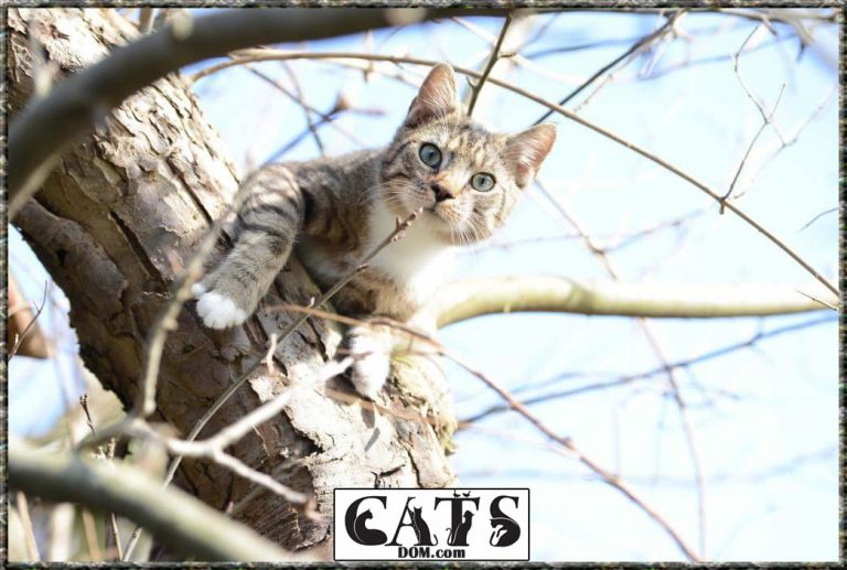 Why Do Cat Collars Have Bells? [2024]