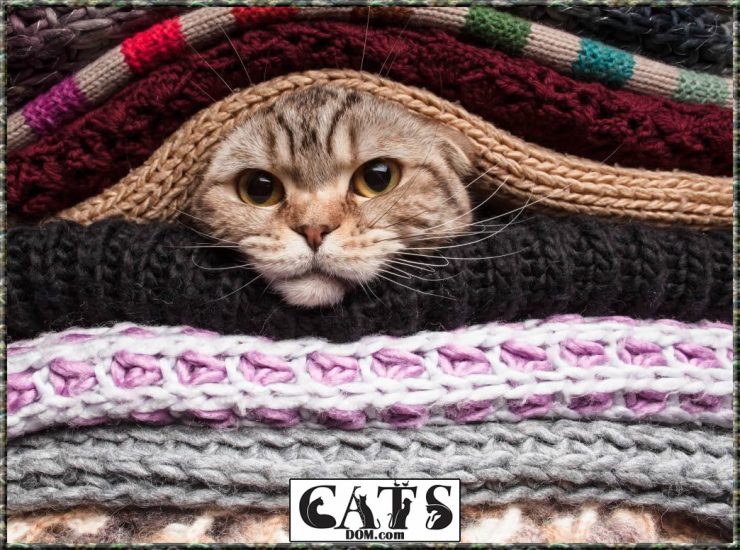 Why Do Cat Collars Have Bells? [2024]