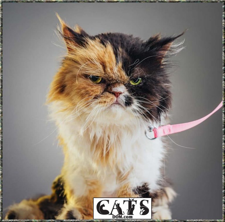 Why Do Cat Collars Have Bells? [2023]