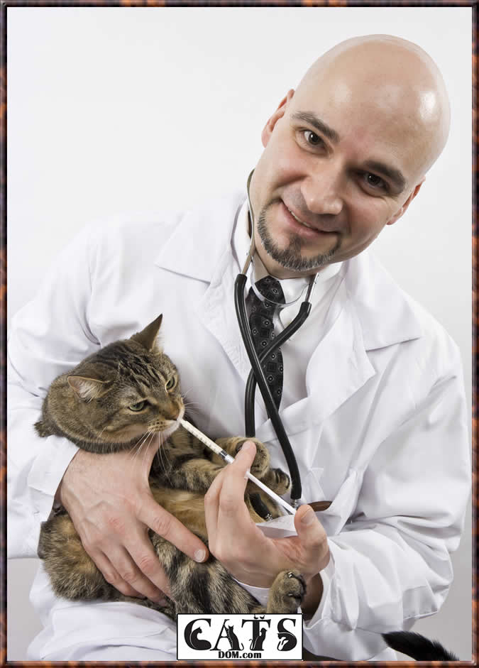 www.catsdom.com How to deworm a cat or kitten yourself at home Give the medication