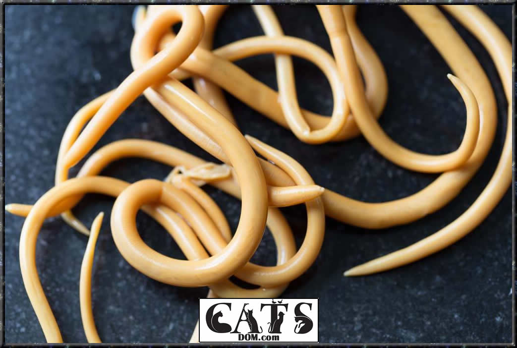 The Best Dewormer for Cats Keep the nasty parasites at Bay Roundworms