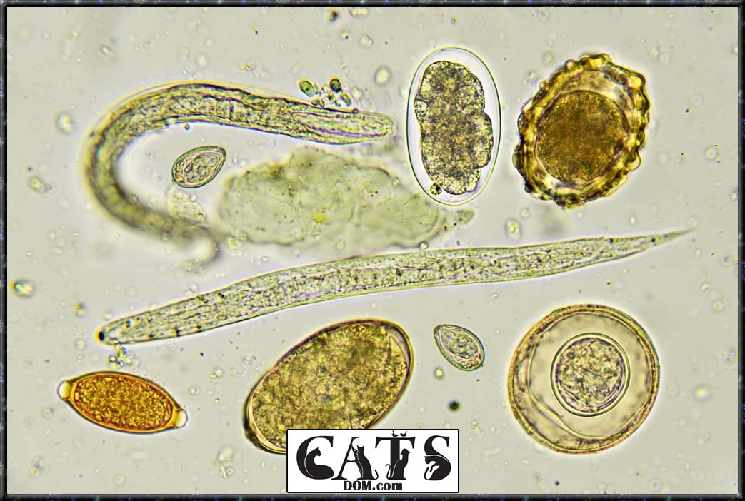www.catsdom.com The Best Dewormer for Cats Keep the nasty parasites at Bay Types of worms likely to be found in cats Hookworms