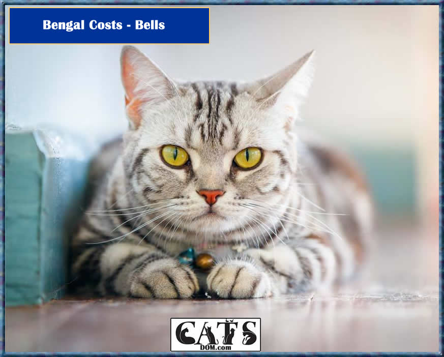 Bengal Cats Costs - Bells