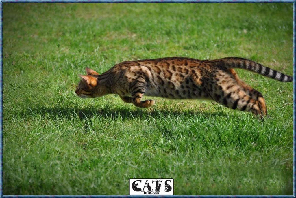 Bengal Cat Guide [2024]