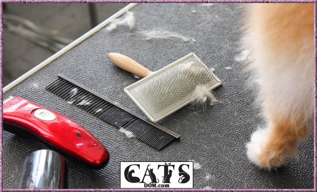 The Best Cat Brush For Shedding [2023]