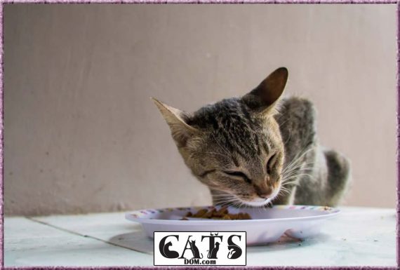 How To Fatten Up A Kitten In 7 Quick And Easy Steps [2024]