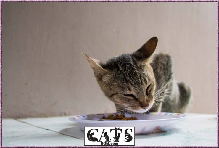 How To Fatten Up A Kitten In 7 Quick And Easy Steps [2024]