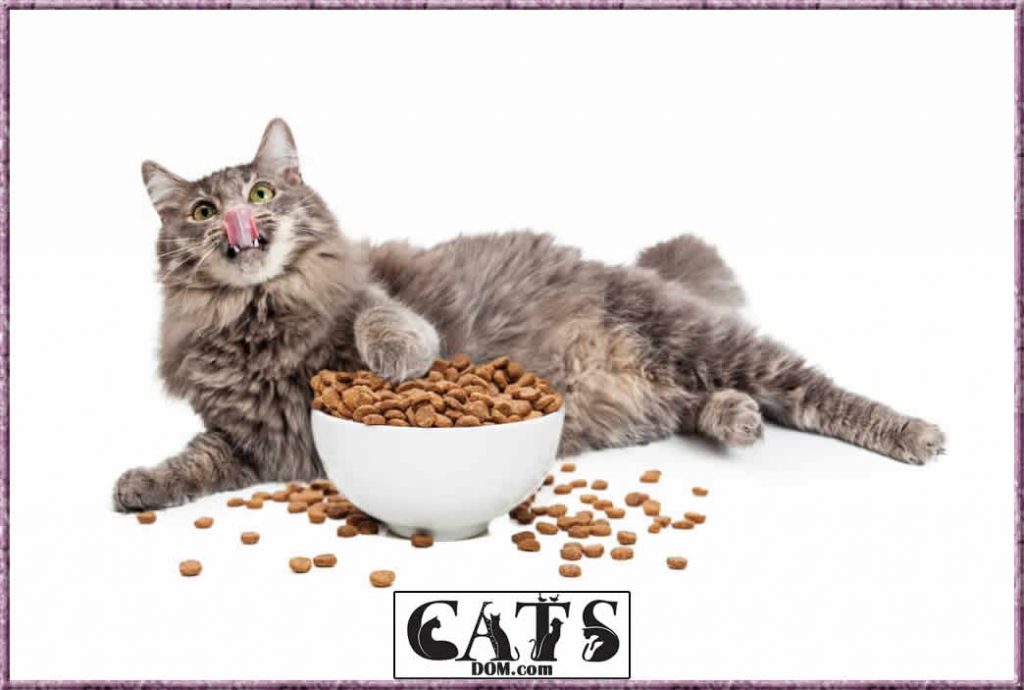 How To Fatten Up A Kitten with Spicy foods