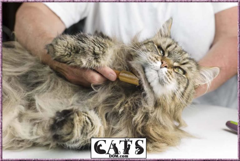 The Best Cat Brush For Shedding [2023]