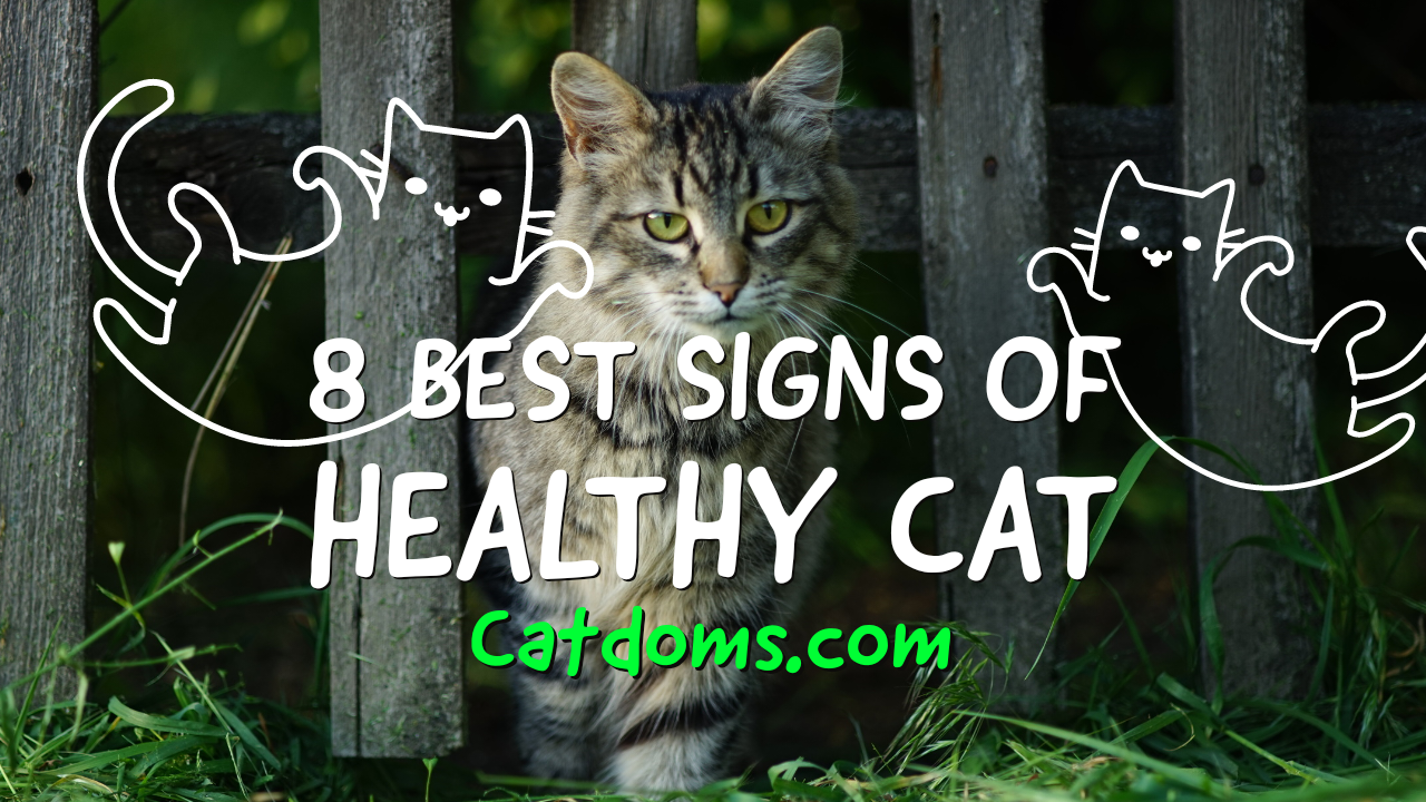 8 Best SIGNS OF HEALTHY CAT
