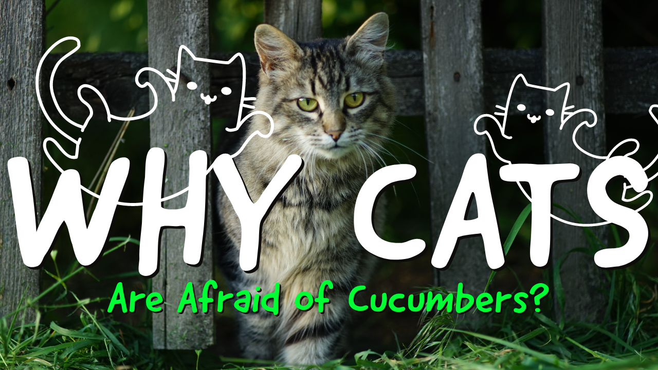 Why Are Cats Afraid of Cucumbers?