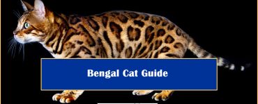 Bengal Cat Guide Tips