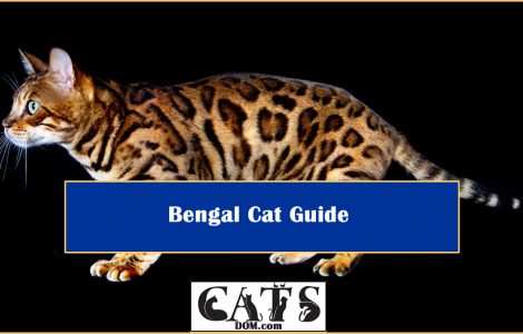 Bengal Cat Guide Tips