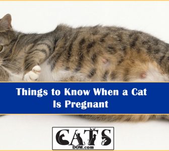 Cat is pregnant