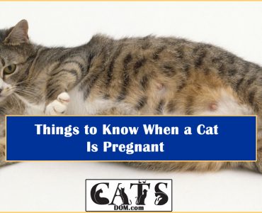 Cat is pregnant