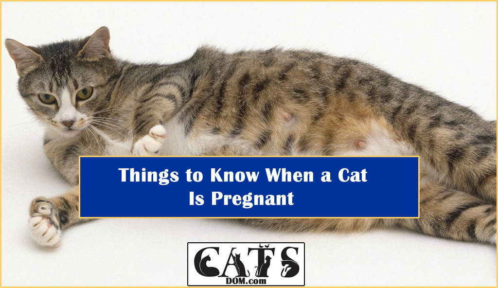 Things to Know When a Cat Is Pregnant?
