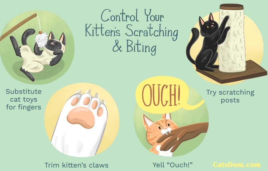 How to Keep A Cat from Scratching the Carpet Under Your Door? [2023]