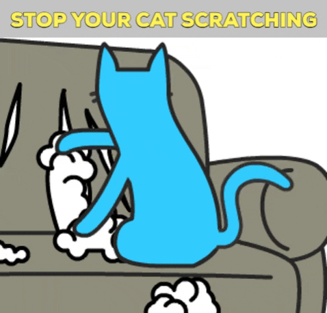 stop cats scratching